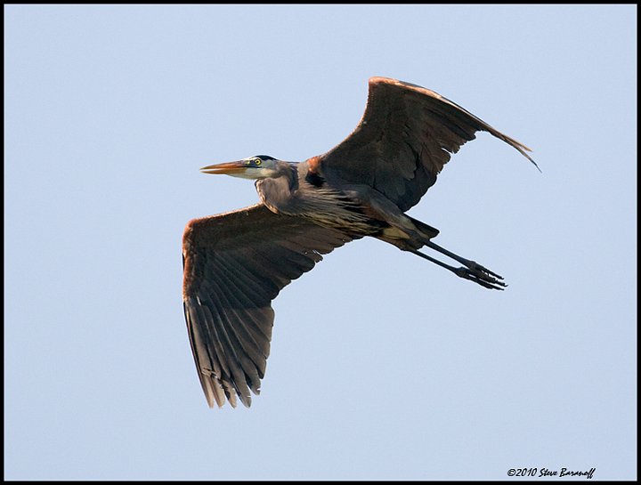 _0SB8423 great-blue heron in flght.jpg